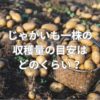 じゃがいも一株の収穫量の目安はどのくらい？