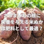 さつまいもの根に栄養を与える米ぬかは肥料として最適？