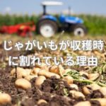 じゃがいもが収穫時に割れている理由