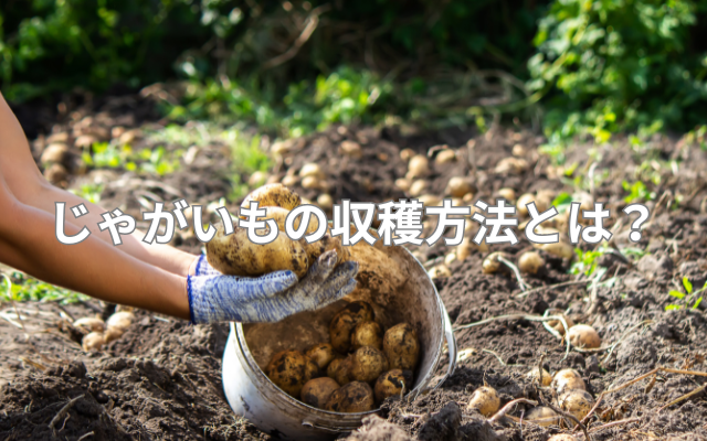 じゃがいもの収穫方法とは?