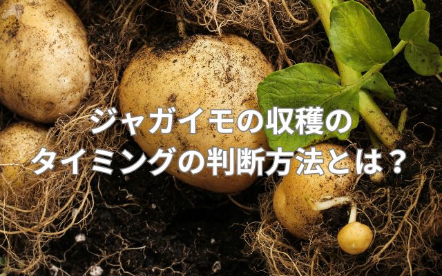 ジャガイモの収穫のタイミングの判断方法