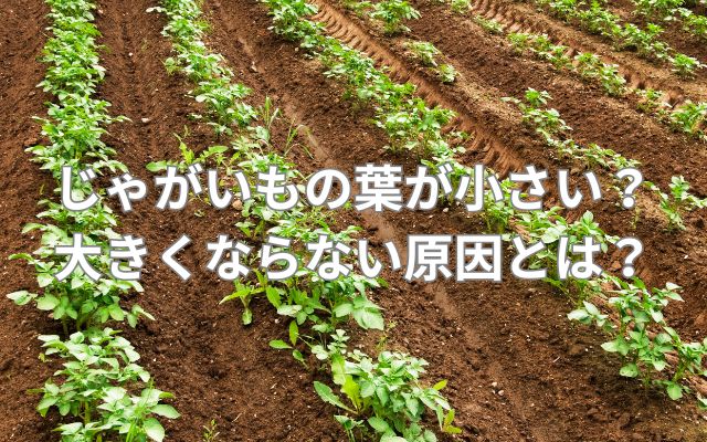 じゃがいもの葉が小さい？大きくならない原因とは？