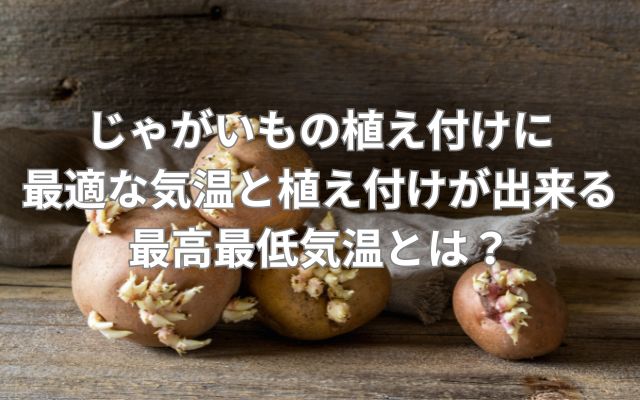 じゃがいもの植え付けに最適な気温と植え付けが出来る最高最低気温
