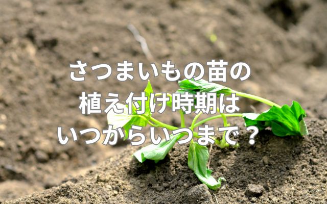 さつまいもの苗の植え付け時期はいつからいつまで？