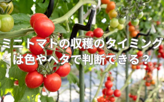 ミニトマトの収穫のタイミング
