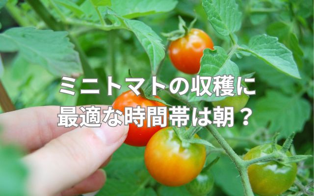 ミニトマトの収穫に最適な時間帯は朝?