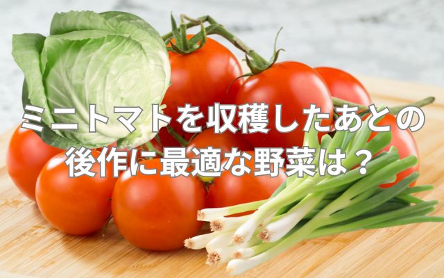 ミニトマトを収穫したあとの後作に最適な野菜