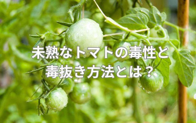 未熟なトマトの毒性と毒抜き方法
