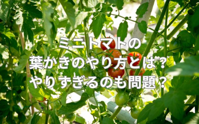 ミニトマトの葉かきのやり方とは?