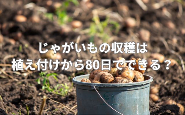じゃがいもの収穫は植え付けから80日でできる？