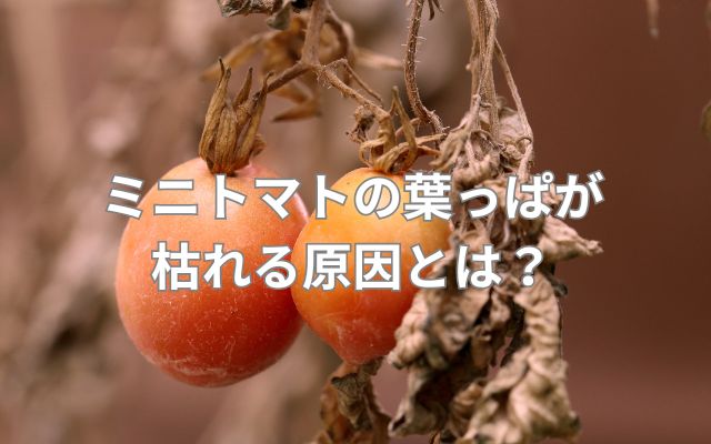 ミニトマトの葉っぱが枯れる原因