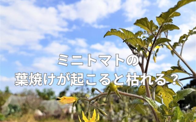 ミニトマトの葉焼けが起こると枯れる?