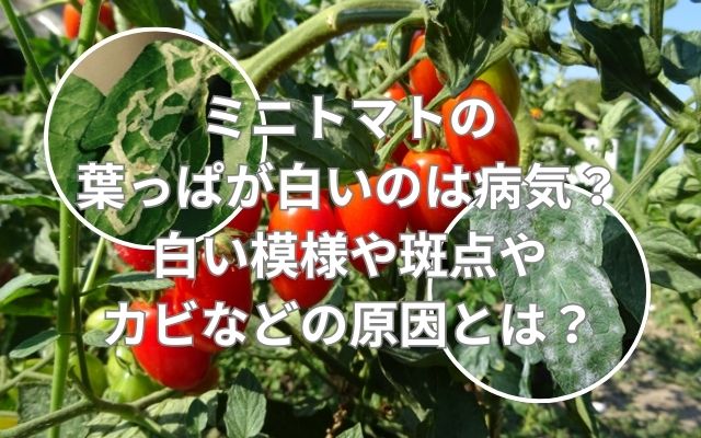 ミニトマトの葉っぱが白いのは病気?