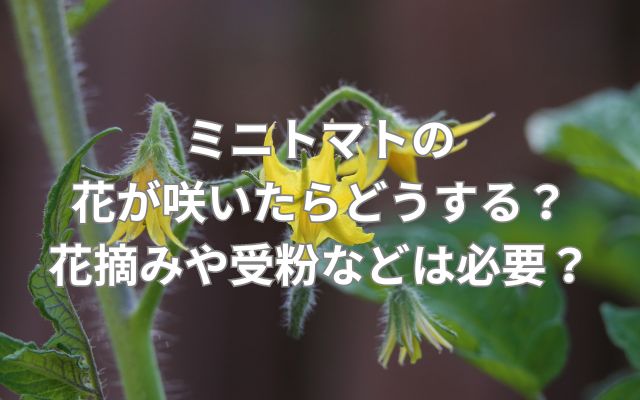 ミニトマトの花が咲いたらどうする？花摘みや受粉などは必要？