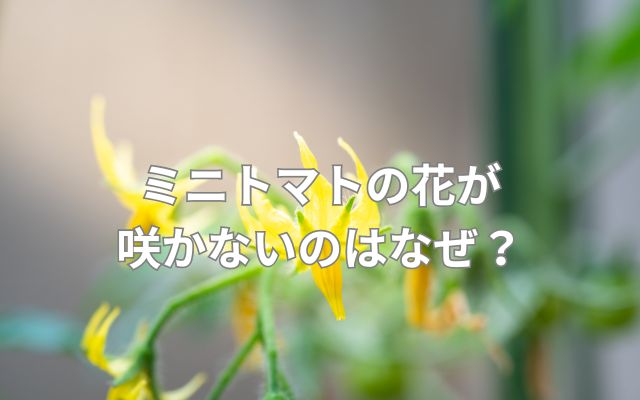 ミニトマトの花が咲かないのはなぜ？