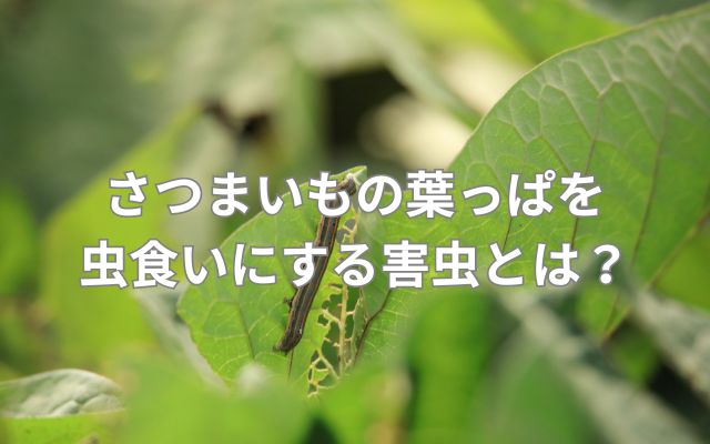 さつまいもの葉っぱを虫食いにする害虫とは?