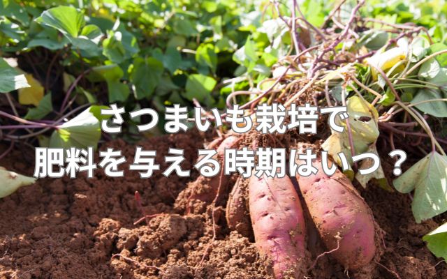 さつまいも栽培で肥料を与える時期はいつ?