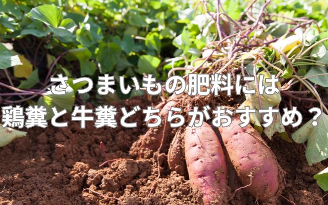 さつまいもの肥料には鶏糞と牛糞どちらがおすすめ?