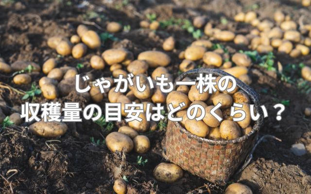 じゃがいも一株の収穫量の目安はどのくらい?