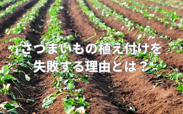 さつまいもの植え付けを失敗する理由