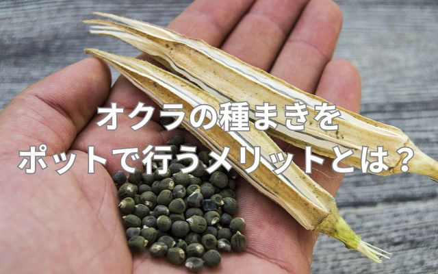 オクラの種まきをポットで行うメリットとは？