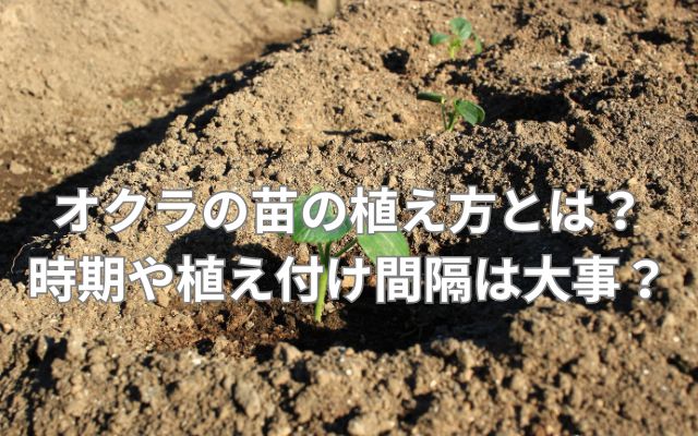 オクラの苗の植え方とは?時期や植え付け間隔は大事?