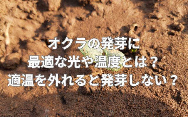 オクラの発芽に最適な光や温度とは?