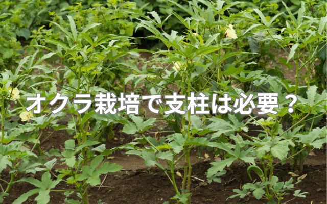 オクラ栽培で支柱は必要？