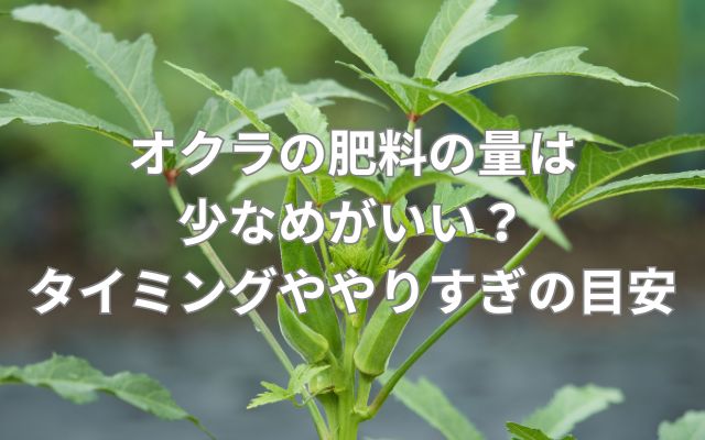 オクラの肥料の量は少なめがいい？タイミングややりすぎの目安