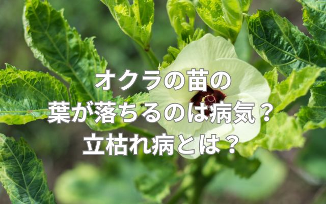オクラの苗の葉が落ちるのは病気？立枯れ病とは？