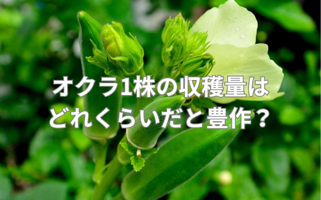 オクラ1株の収穫量はどれくらいだと豊作？