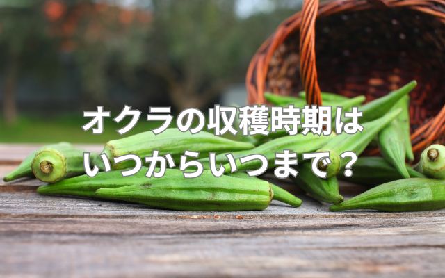 オクラの収穫時期はいつからいつまで？