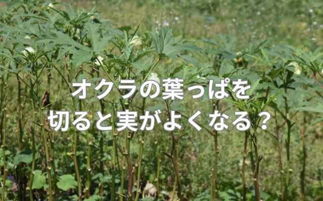 オクラの葉っぱを切ると実がよくなる？
