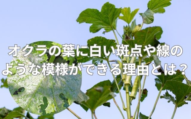 オクラの葉に白い斑点や線のような模様ができる理由