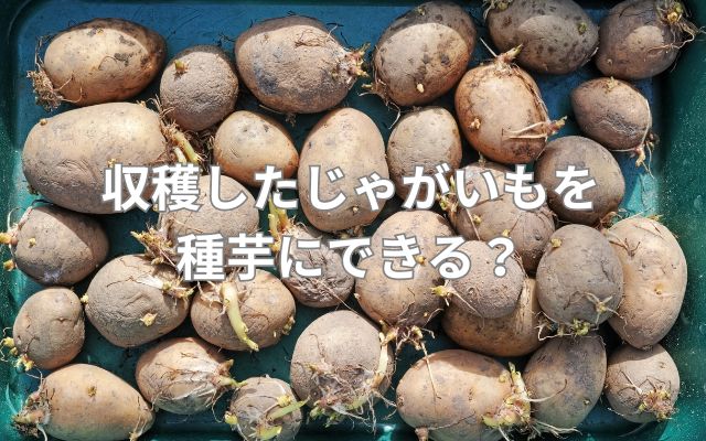 収穫したじゃがいもを種芋にできる？
