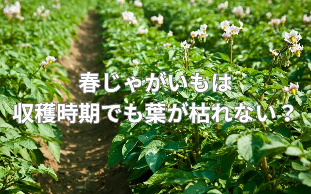 春じゃがいもは収穫時期でも葉が枯れない？