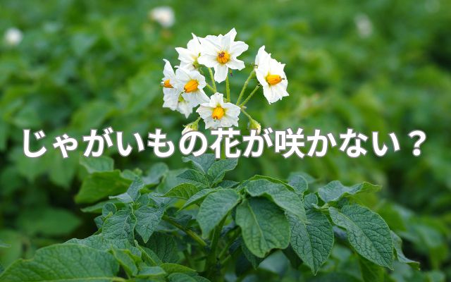 じゃがいもの花が咲かない?