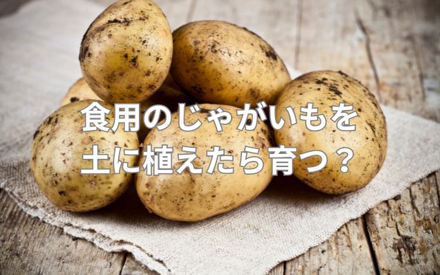食用のじゃがいもを土に植えたら育つ？