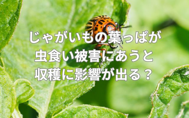 じゃがいもの葉っぱが虫食い被害にあうと収穫に影響が出る?
