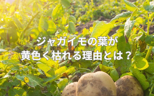 ジャガイモの葉が黄色く枯れる理由