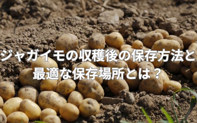 ジャガイモの収穫後の保存方法と最適な保存場所