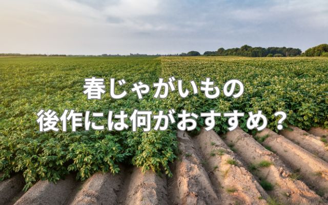 春じゃがいもの後作には何がおすすめ?