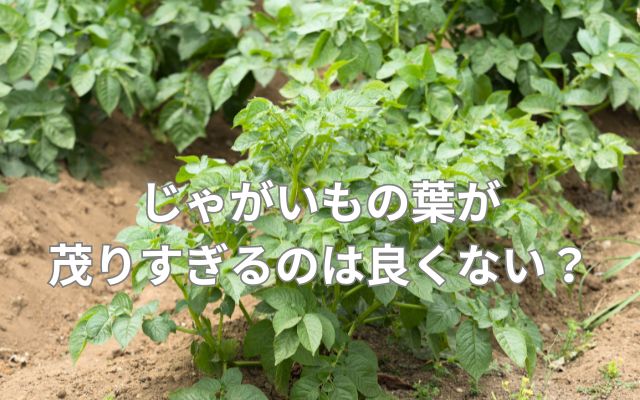 じゃがいもの葉が茂りすぎるのは良くない?