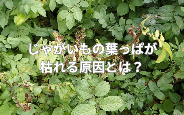 じゃがいもの葉っぱが枯れる原因とは？