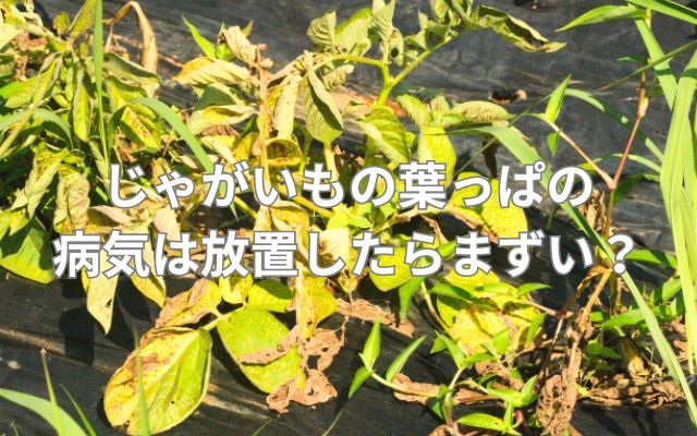 じゃがいもの葉っぱの病気は放置したらまずい？