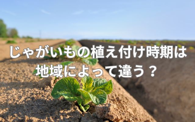 じゃがいもの植え付け時期は地域によって違う?