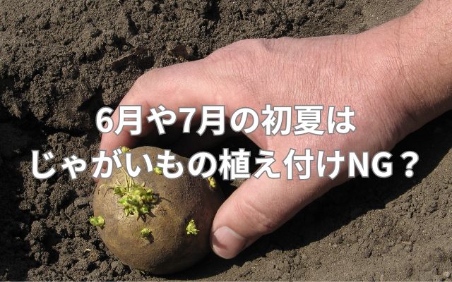 6月や7月の初夏はじゃがいもの植え付けNG?