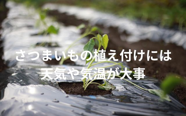 さつまいもの植え付けには天気や気温が大事