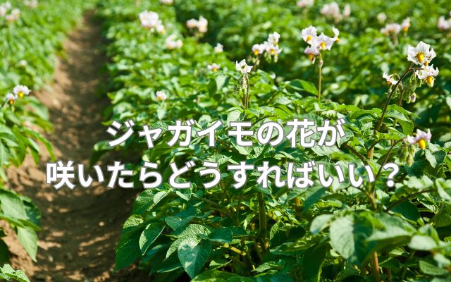 ジャガイモの花が咲いたらどうすればいい?
