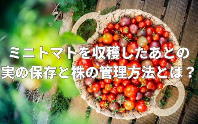 ミニトマトを収穫したあとの実の保存と株の管理方法